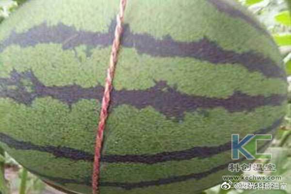 無土栽培，無土栽培技術(shù)，無土栽培設(shè)備