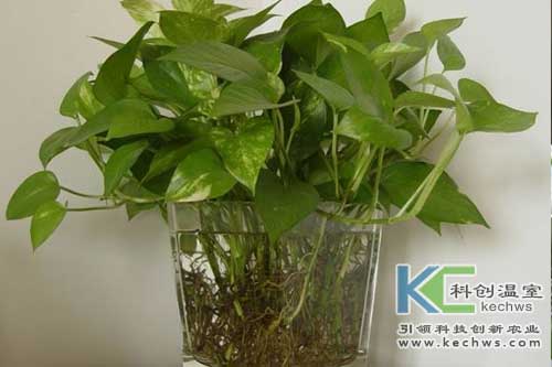 無(wú)土栽培，無(wú)土栽培技術(shù)，無(wú)土栽培設(shè)備