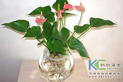 無(wú)土栽培，無(wú)土栽培技術(shù)，無(wú)土栽培設(shè)備