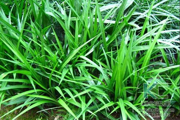 無(wú)土栽培，無(wú)土栽培技術(shù)，無(wú)土栽培設(shè)備
