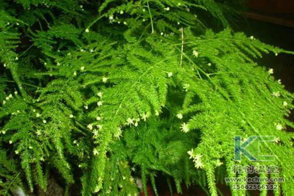 無(wú)土栽培，無(wú)土栽培技術(shù)，無(wú)土栽培設(shè)備